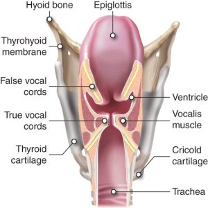 Labelled diagram of the larynx and vocal cords, including the epiglottis, ventricle, vocalis muscle, cricold cartilage, trachea, thyroid cartilage, true vocal cords, false vocal cords, thyrohyoid membrane and hyoid bone