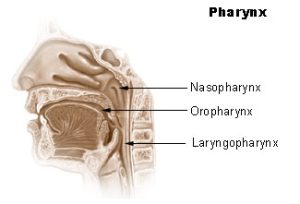 Labelled diagram of the pharynx, including the nasopharynx, oropharynx and laryngopharynx