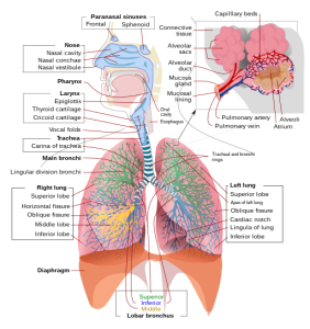 Detailed labelled diagram of the complete respiratory system, including paranasal sinuses, the nose, larynx, trachea and lungs etc.