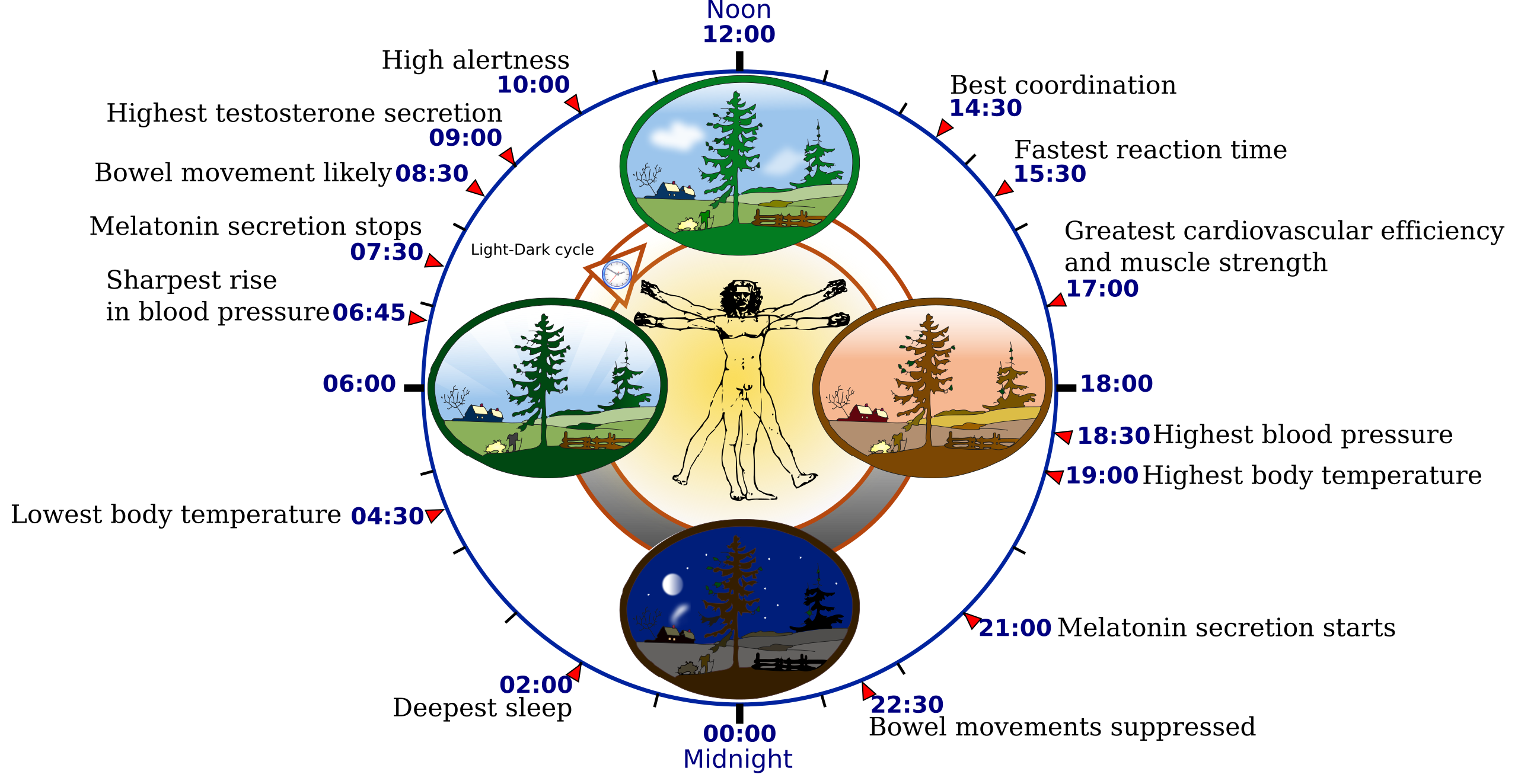 Diagram showing human biological rhythms