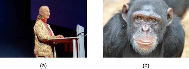 (a) A photograph shows Jane Goodall speaking from a lectern. (b) A photograph shows a chimpanzee’s face."