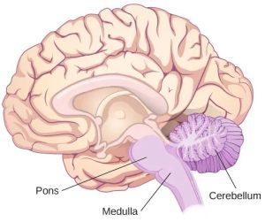 An illustration shows the location of the pons, medulla, and cerebellum in the brain.