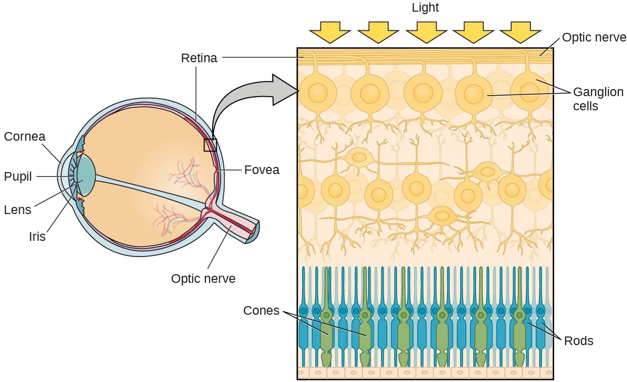 This illustration shows light reaching the optic nerve, beneath which are Ganglion cells, and then rods and cones.