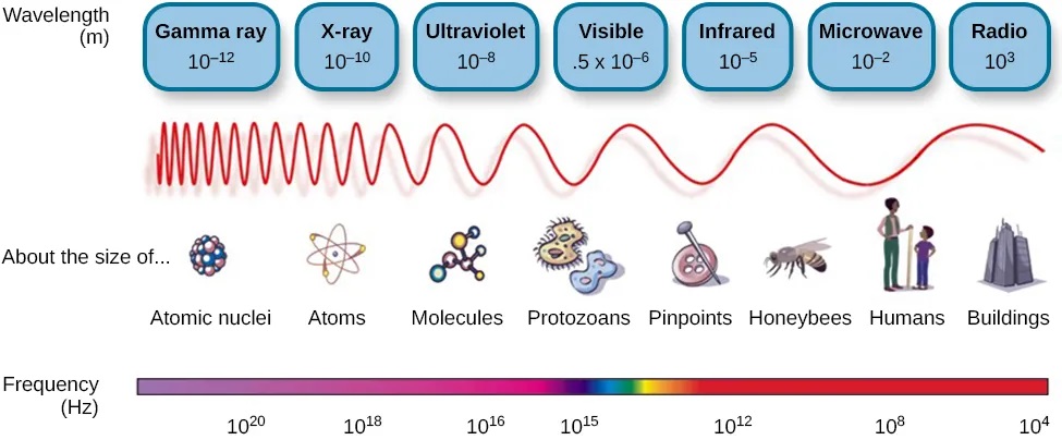 This illustration shows the wavelength, frequency, and size of objects across the electromagnetic spectrum. At the top, various wavelengths are given in sequence from small to large, with a parallel illustration of a wave with increasing frequency. These are the provided wavelengths, measured in meters: “Gamma ray 10 to the negative twelfth power,” “x-ray 10 to the negative tenth power,” ultraviolet 10 to the negative eighth power,” “visible .5 times 10 to the negative sixth power,” “infrared 10 to the negative fifth power,” microwave 10 to the negative second power,” and “radio 10 cubed.”Another section is labeled “About the size of” and lists from left to right: “Atomic nuclei,” “Atoms,” “Molecules,” “Protozoans,” “Pinpoints,” “Honeybees,” “Humans,” and “Buildings” with an illustration of each . At the bottom is a line labeled “Frequency” with the following measurements in hertz: 10 to the powers of 20, 18, 16, 15, 12, 8, and 4. From left to right the line changes in color from purple to red with the remaining colors of the visible spectrum in between.