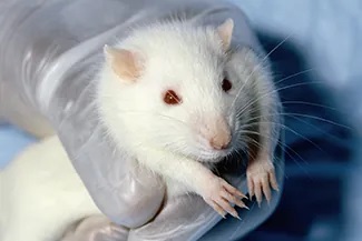 A photograph shows a white rat held by a gloved hand.
