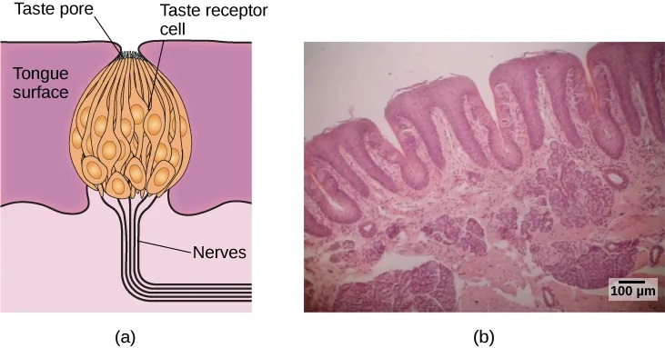 Illustration A shows a taste bud in an opening of the tongue, with the “tongue surface,” “taste pore,” “taste receptor cell” and “nerves” labeled. Part B is a micrograph showing taste buds on a human tongue."