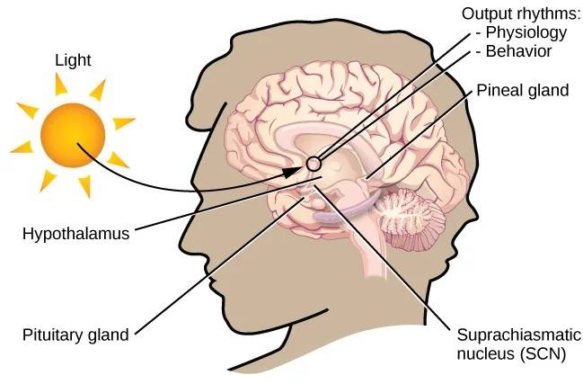 "In this graphic, the outline of a person’s head facing left is situated to the right of a picture of the sun, which is labeled ”light” with an arrow pointing to a location in the brain where light input is processed. Inside the head is an illustration of a brain with the following parts’ locations identified: Suprachiasmatic nucleus (SCN), Hypothalamus, Pituitary gland, Pineal gland, and Output rhythms: Physiology and Behavior.