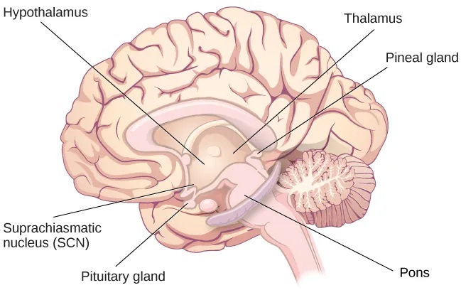 An illustration of a brain shows the locations of the hypothalamus, thalamus, pons, suprachiasmatic nucleus, pituitary gland, and pineal gland."