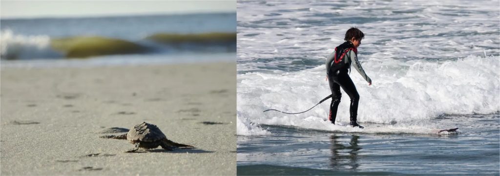 A photograph shows a baby turtle moving across sand toward the ocean. A photograph shows a young child standing on a surfboard in a small wave."