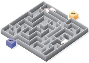 n illustration shows three rats in a maze, with a starting point and food at the end.