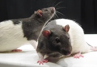 A photograph shows two laboratory rats.