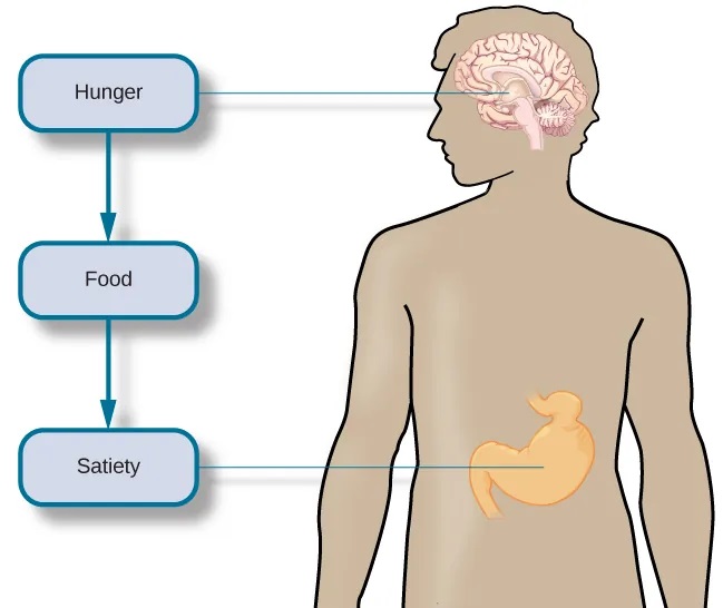 An outline of the top half of a human body contains illustrations of the brain and the stomach in their relative locations. A line extends from the location of the hypothalamus in the brain illustration, out to the left, past the outline, where it meets a box labeled “Hunger.” Down-facing arrows connect that box to a box labeled “Food,” and the box labeled “Food” to a box labeled “Satiety.” A line extends out to the right from the box labeled “Satiety,” and meets with the illustration of the stomach.