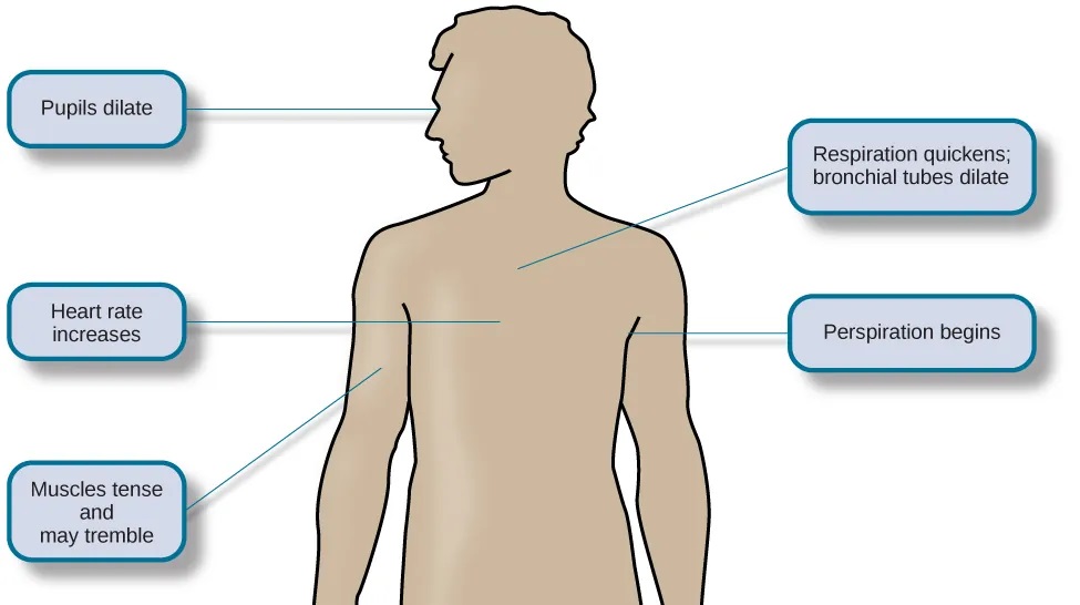 A figure shows the basic outline of a human body and indicates the body’s various responses to fight or flight, including: pupils dilate, heart rate increases, muscles tense and may tremble, respiration quickens, bronchial tubes dilate, and perspiration begins