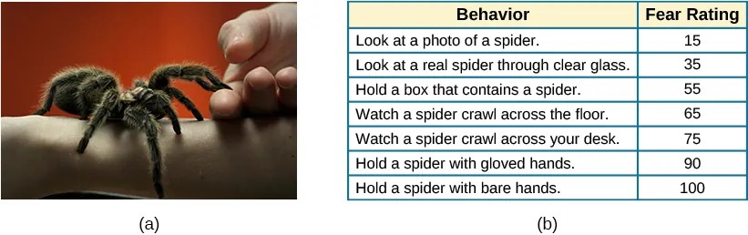Photo A) A close-up picture of a very large spider on a person’s arm is shown. The person is using its other hand to hold up two of the spider’s legs.Image B) A chart that has 2 columns, "Behavior" and "Fear Rating". There is a list of activities with a "fear rating" number for each activity: Look at a photo of a spider - 15, Look at a real spider through clear glass - 35, hold a box that contains a spider - 55, watch a spider crawl across the floor - 65, watch a spider crawl across your desk - 75, hold a spider with gloved hands - 90, hold a spider with bare hands - 100.