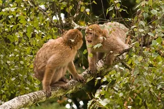 A photograph shows two monkeys face to face.