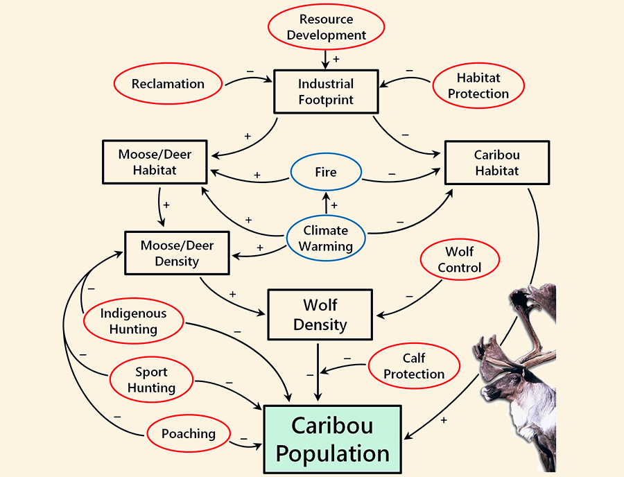Caribou impact diagram