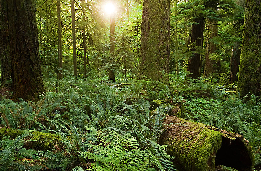 Photo of old growth forest