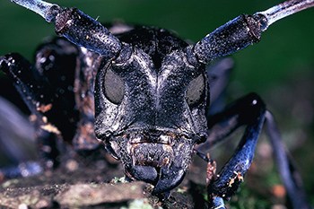 Photo of longhorned beetle