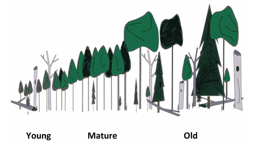 Diagram of forest age structure
