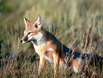 Photo of swift fox