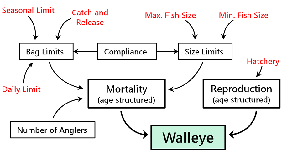 Walleye population model