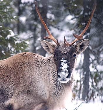 Photo of caribou