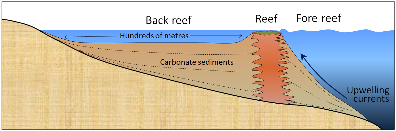 Figure 5.4.2: Schematic cross-section through a typical tropical reef.