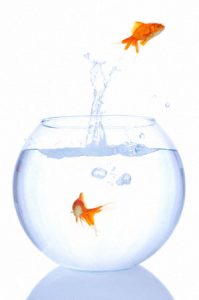 Goldfishes jumping in and out of a fishbowl